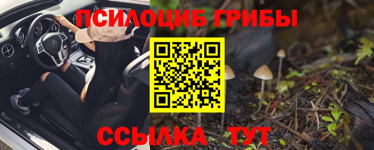 Псилоцибиновые грибы Cubensis Электрогорск